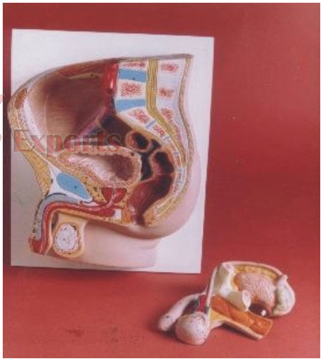 HUMAN MALE REPRODUCTIVE SYSTEM